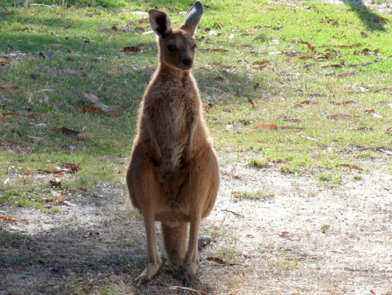 Känguru auf dem Caravanpark Jerramungup